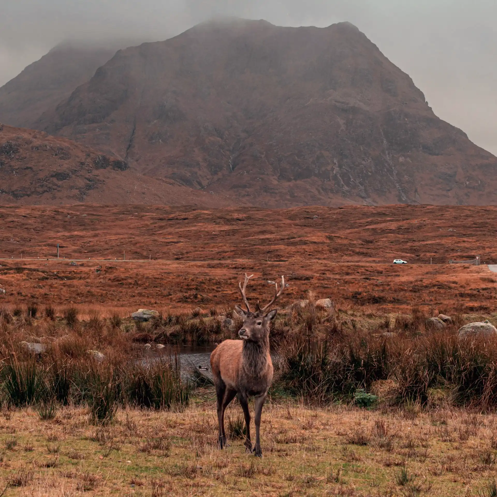 deer by stergios-k-Ec